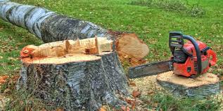 Best Storm Damage Tree Cleanup  in Kelly Ridge, CA