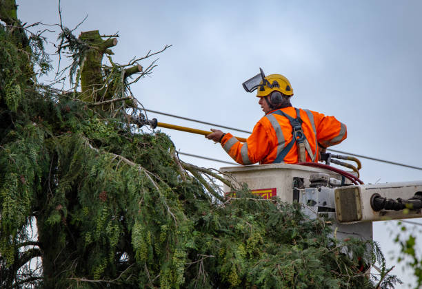 How Our Tree Care Process Works  in  Kelly Ridge, CA