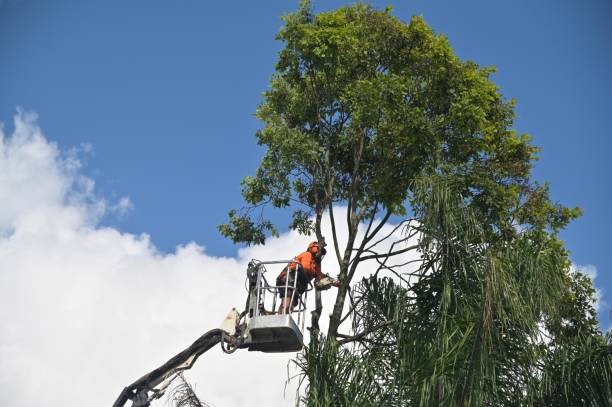 Best Lawn Maintenance Plans  in Kelly Ridge, CA