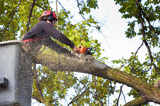  Kelly Ridge, CA Tree Care Pros