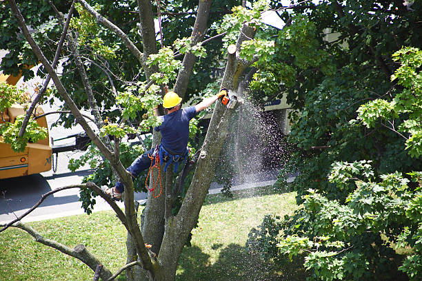 Best Fruit Tree Pruning  in Kelly Ridge, CA