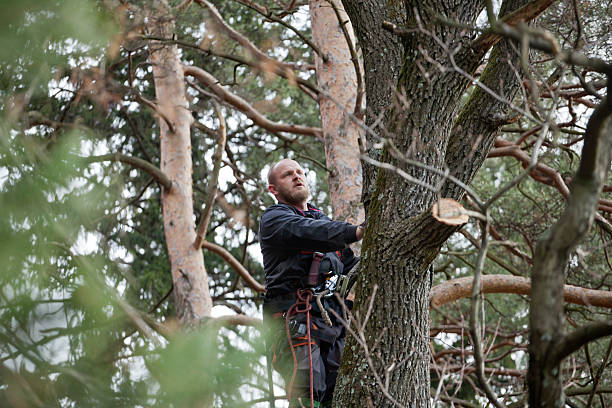 Best Palm Tree Trimming  in Kelly Ridge, CA