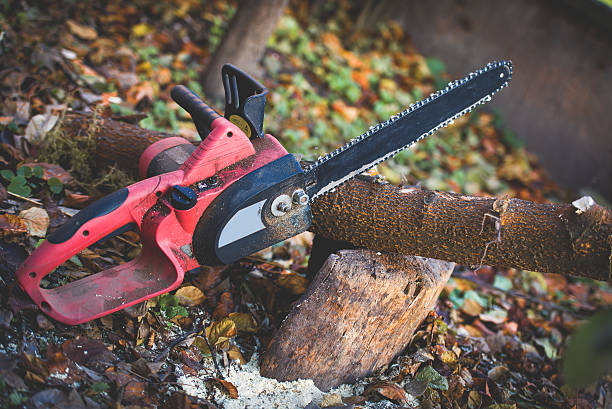 Trusted Kelly Ridge, CA Tree Care Experts
