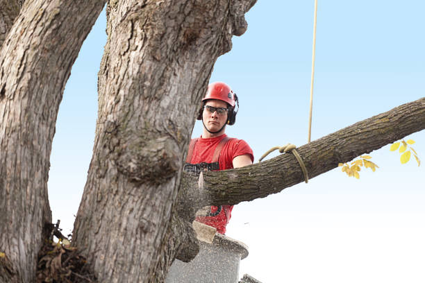 Best Emergency Tree Removal  in Kelly Ridge, CA